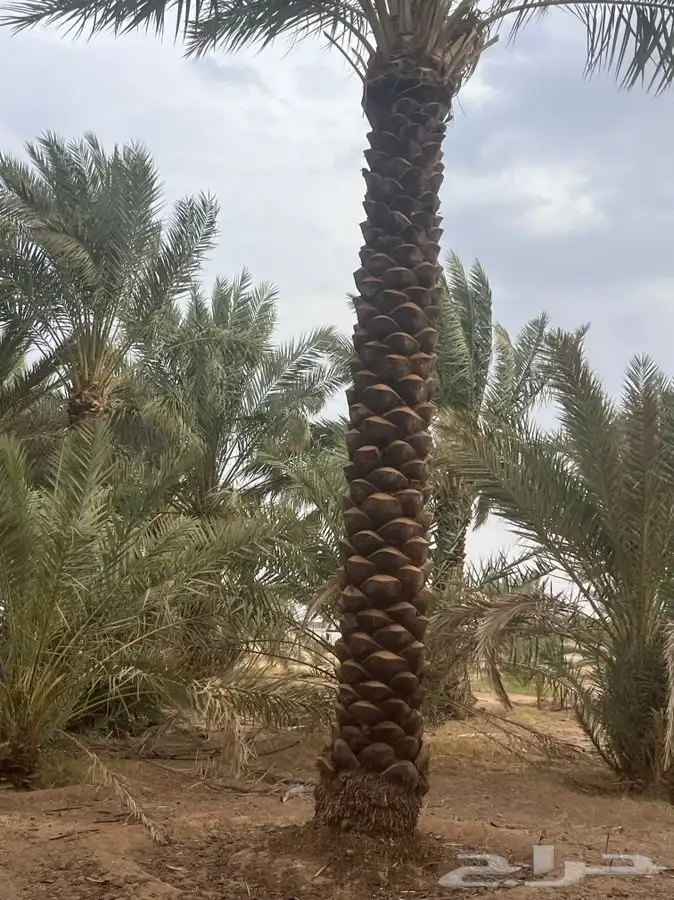 للبيع نخل مكرب جاهز 7