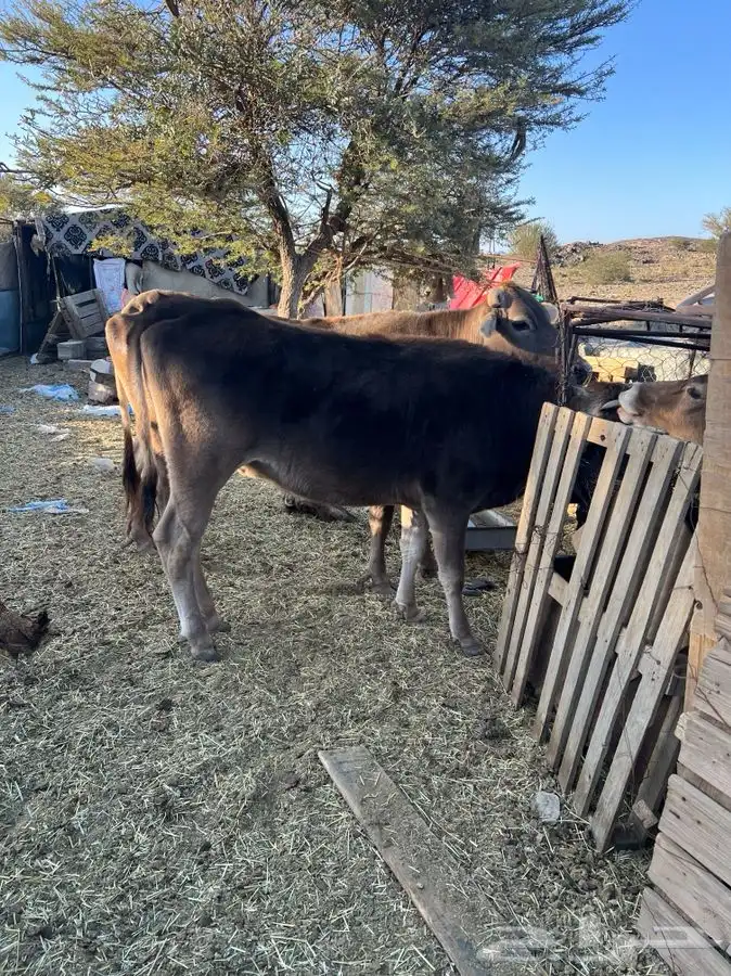 بقره كفوا ناتج بنتها عمرها سنه والثانيه لقحه ان شاء الله 0