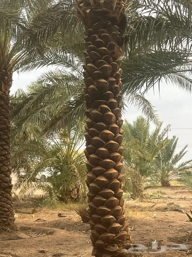 للبيع نخل مكرب جاهز 1