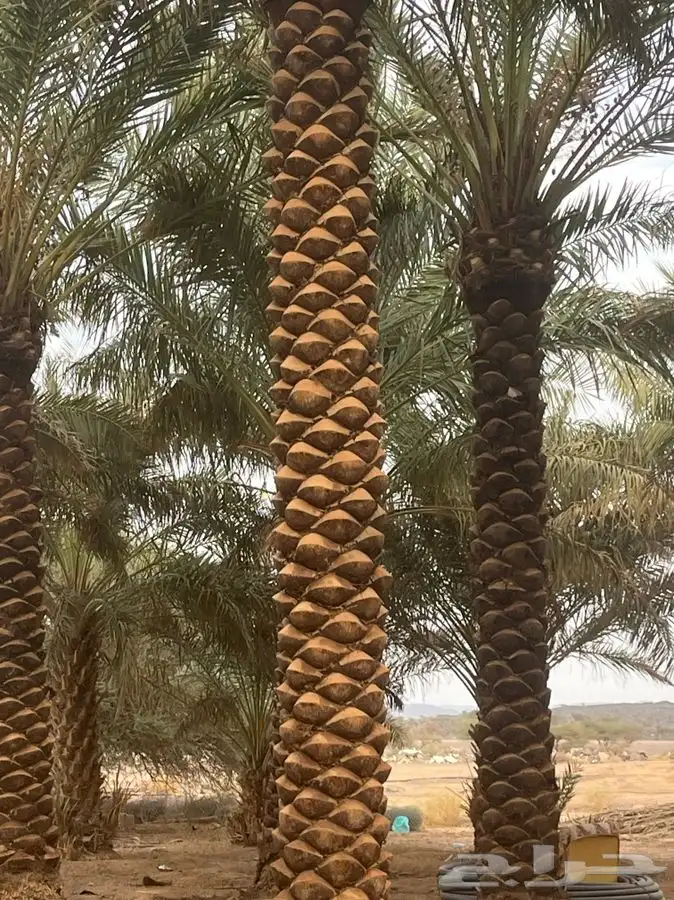 للبيع نخل مكرب جاهز 4