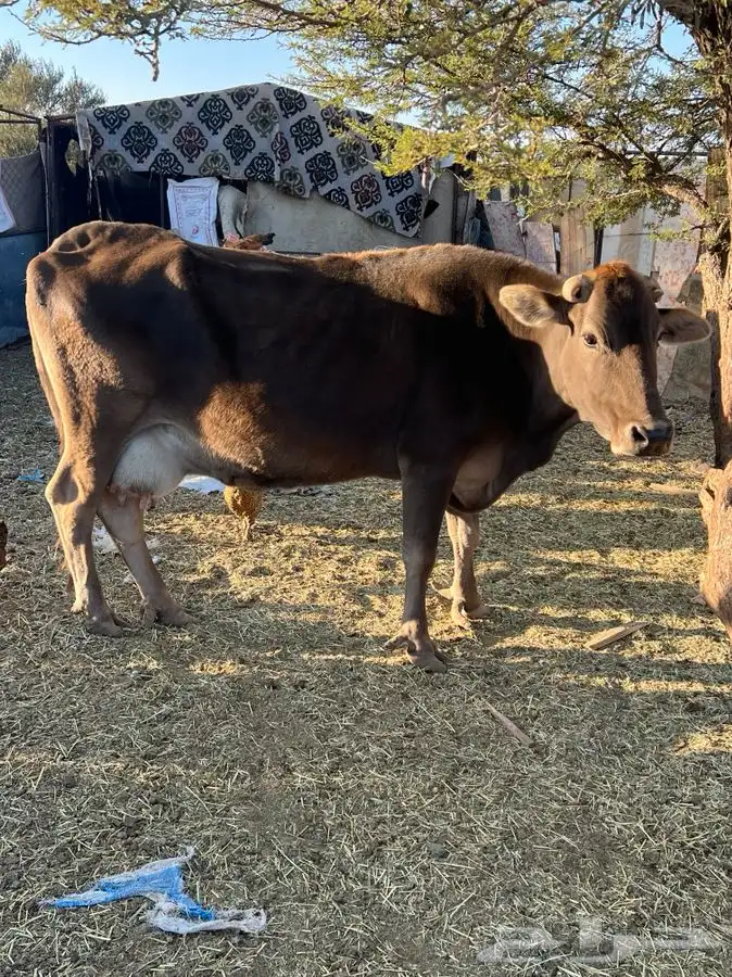 بقره كفوا ناتج بنتها عمرها سنه والثانيه لقحه ان شاء الله 1