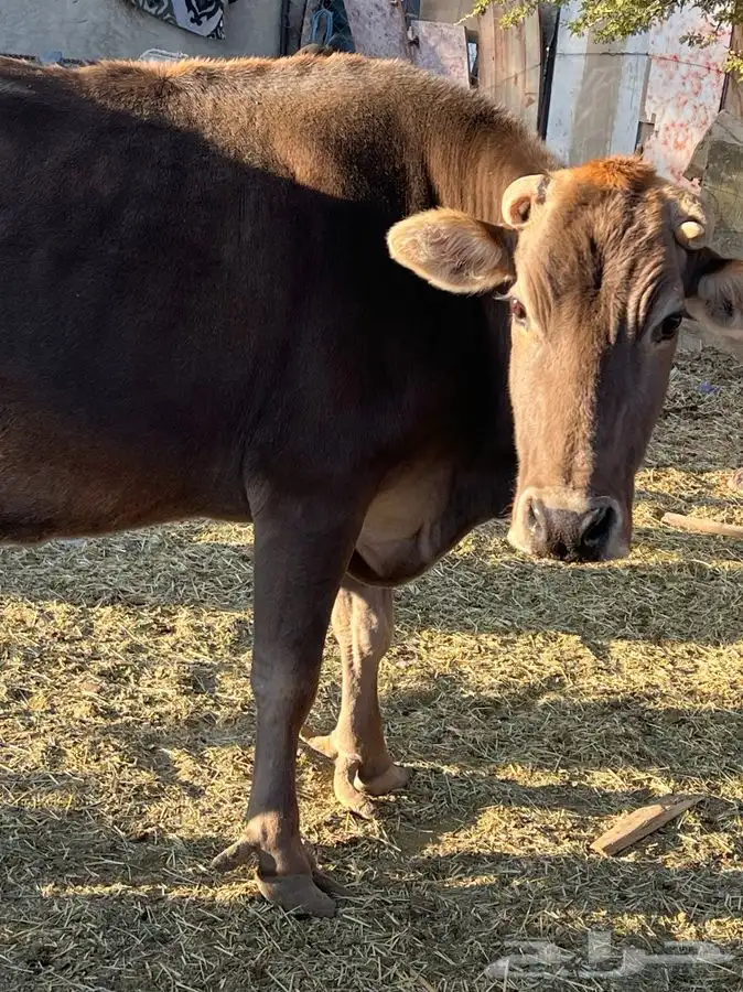 بقره كفوا ناتج بنتها عمرها سنه والثانيه لقحه ان شاء الله 2