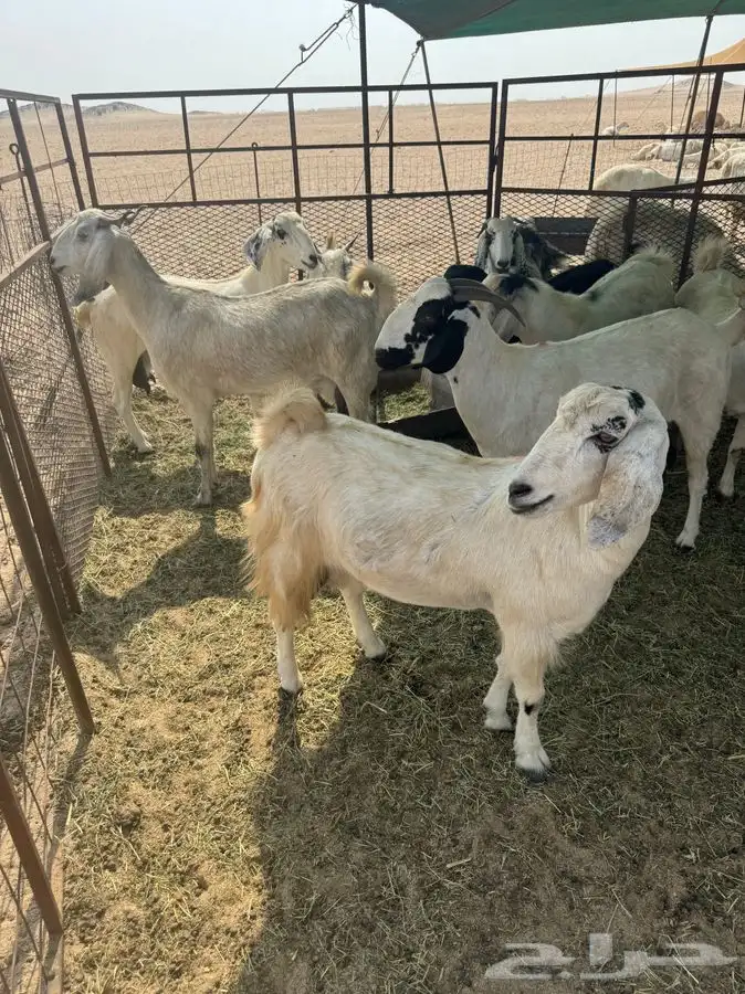 معزا للبيع 1