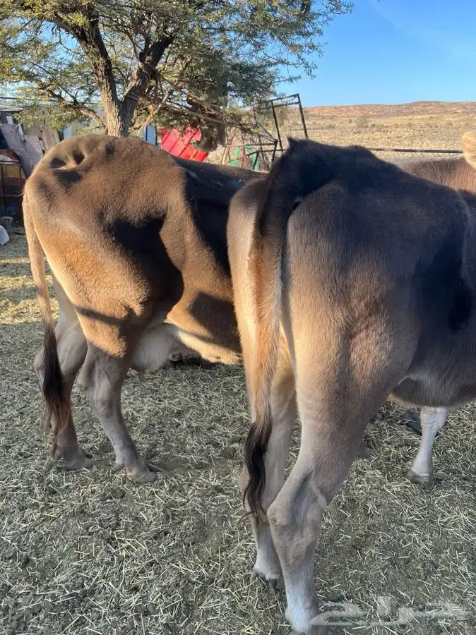 بقره كفوا ناتج بنتها عمرها سنه والثانيه لقحه ان شاء الله 3