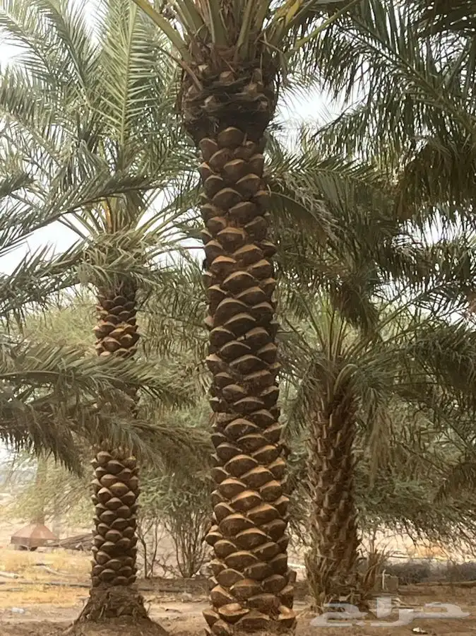 للبيع نخل مكرب جاهز 5