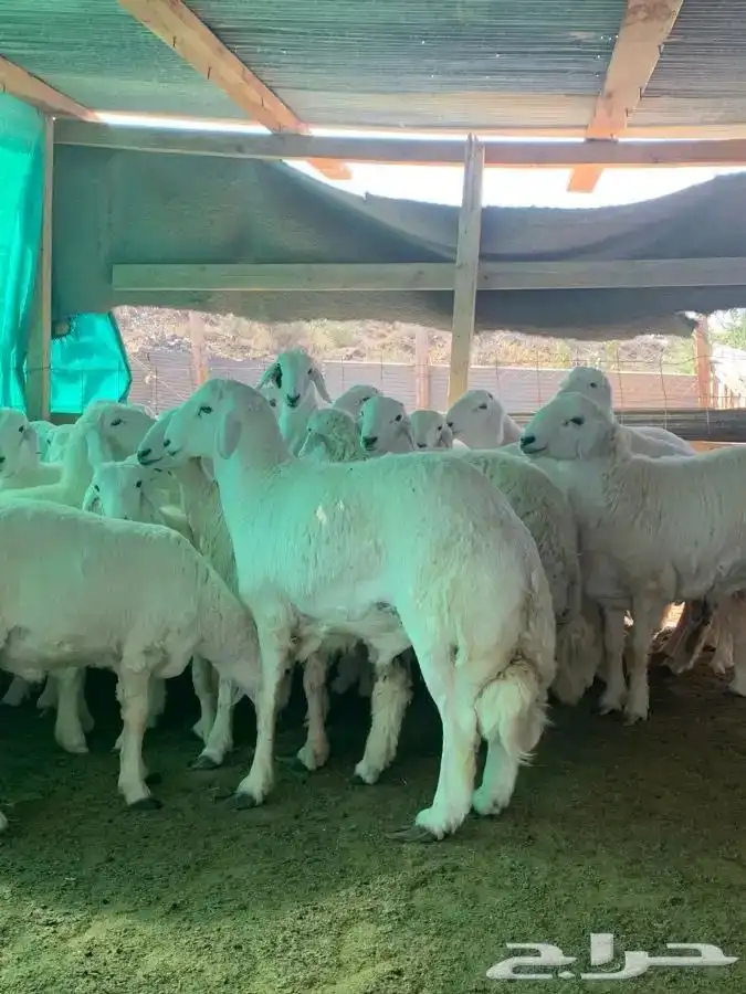 تجهيز مكشات كامل مع توفير الذبائح و لطبخ ولتوصيل 12