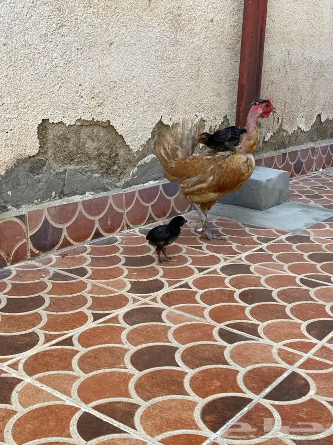 دجاجه معها صيصان الموقع الوجه 2