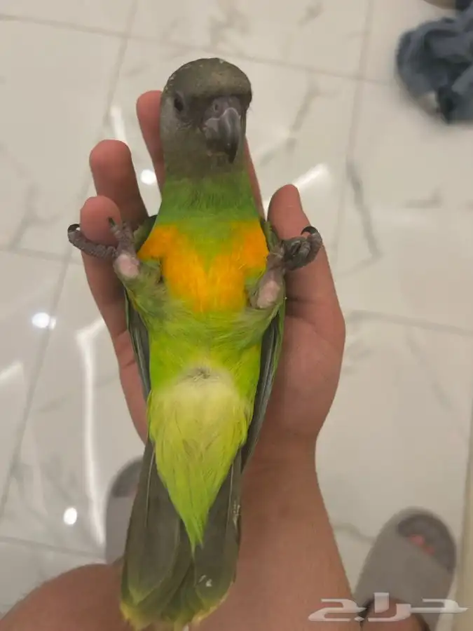 ببغاء سنغالي 5