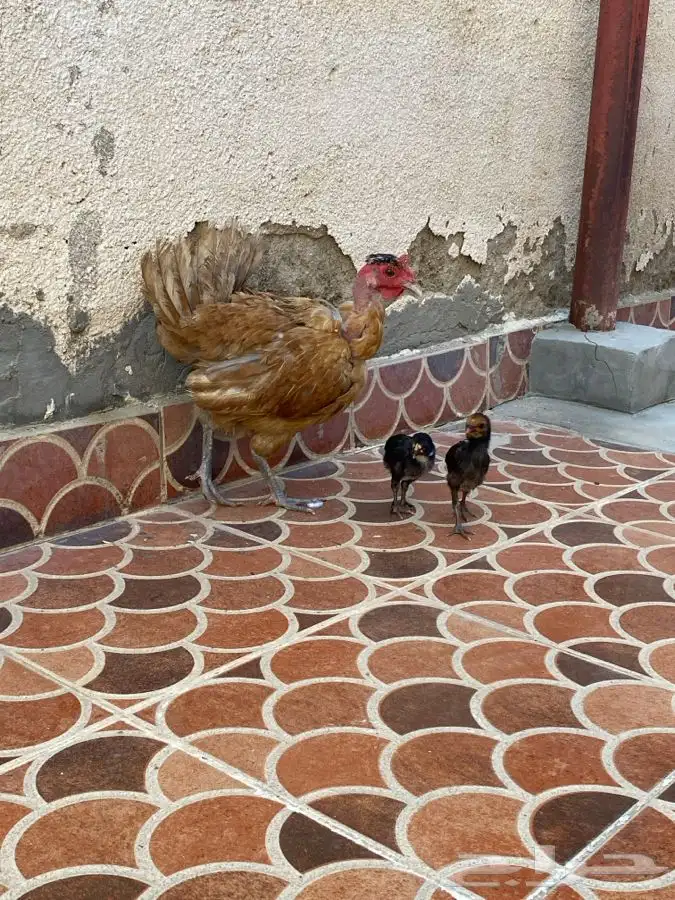 دجاجه معها صيصان الموقع الوجه 0