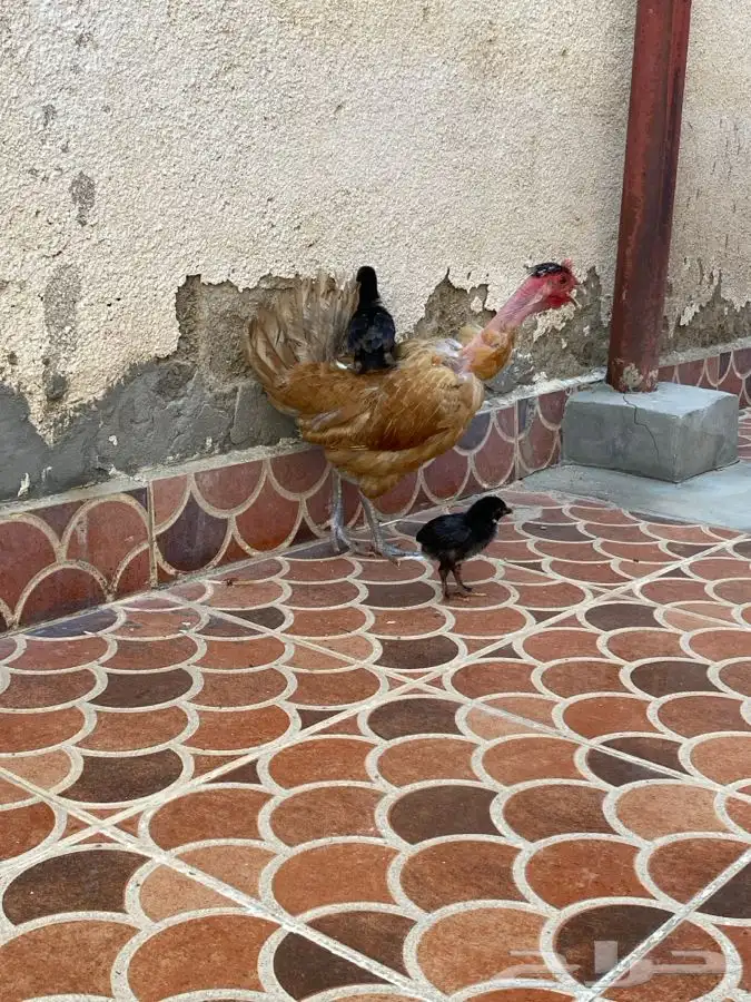 دجاجه معها صيصان الموقع الوجه 1
