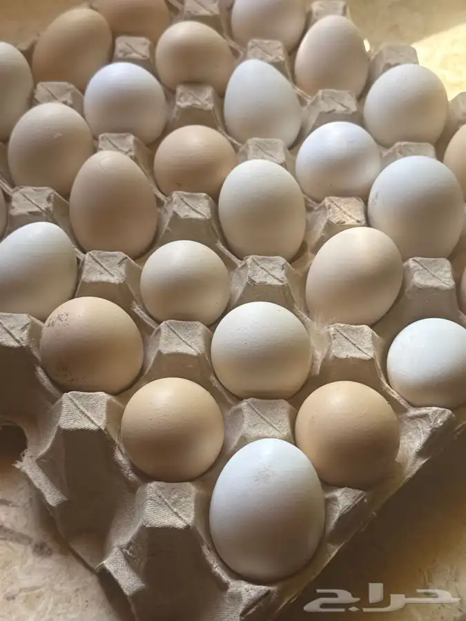 بيض عرب 0
