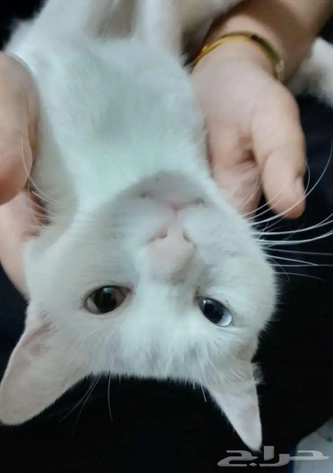 قطه لتبني حي الريان 1