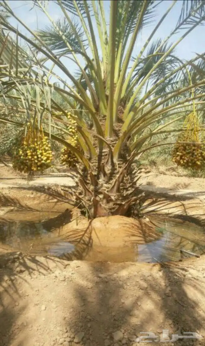 يوجد لدي نخل انواع ممتازه صقعي ومجدوله وسكري وسلطانه وهلالي 4