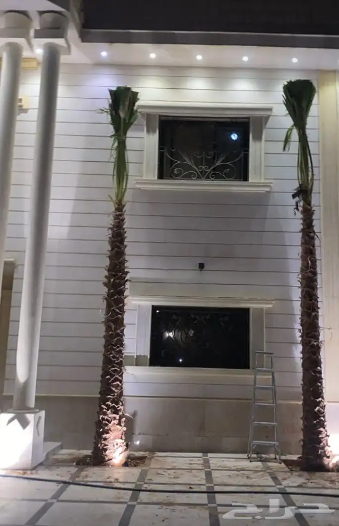 نخيل ملوكي نخيل جوز الهند نارجيل نخيل واشنطني 17