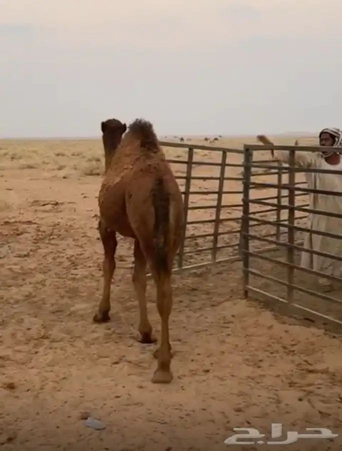 بكره على الحليب 1