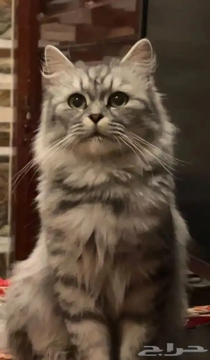 قطه شيرازيه 4