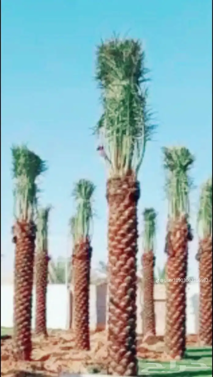 نخيل وشبوك وبناء حجر وتراث 6