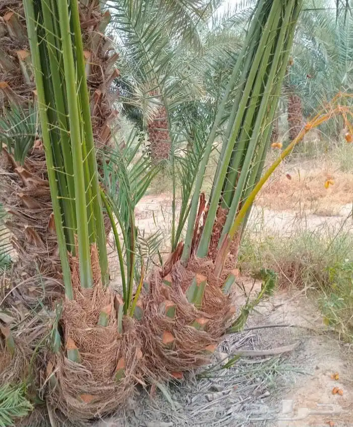 نخل ونخل زينه واشنطني فروخ خلاص برحي سكري شيشي هلالي مجدوله 6