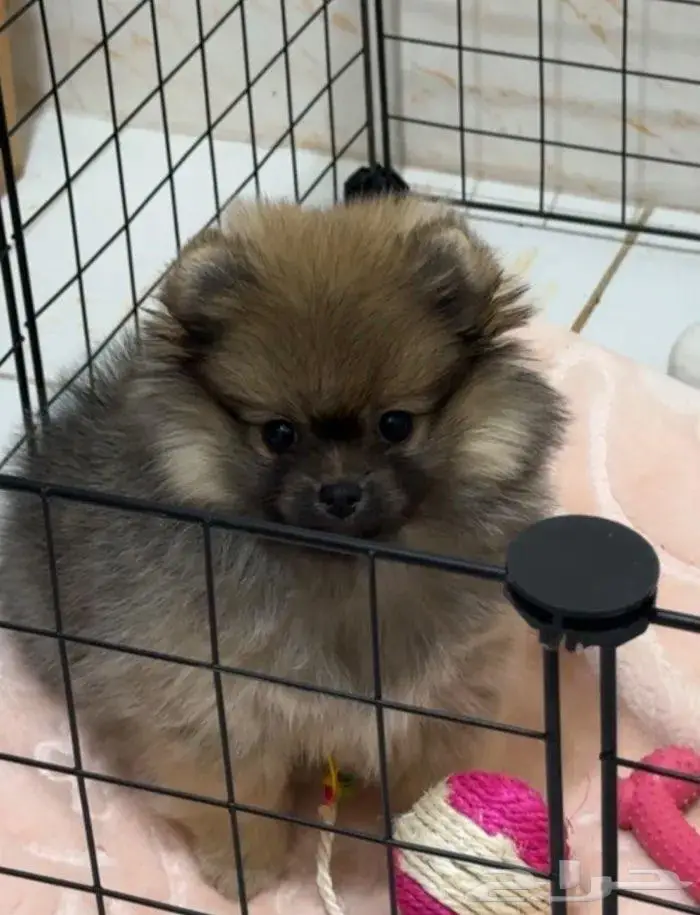 بومرينيان 0