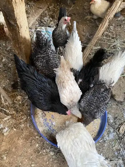 للبيع دجاج فرنسي وتركي index