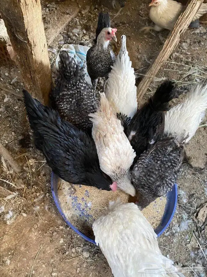 للبيع دجاج فرنسي وتركي 0