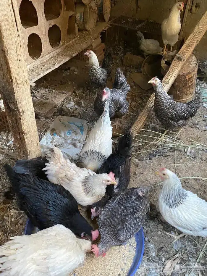 للبيع دجاج فرنسي وتركي 1