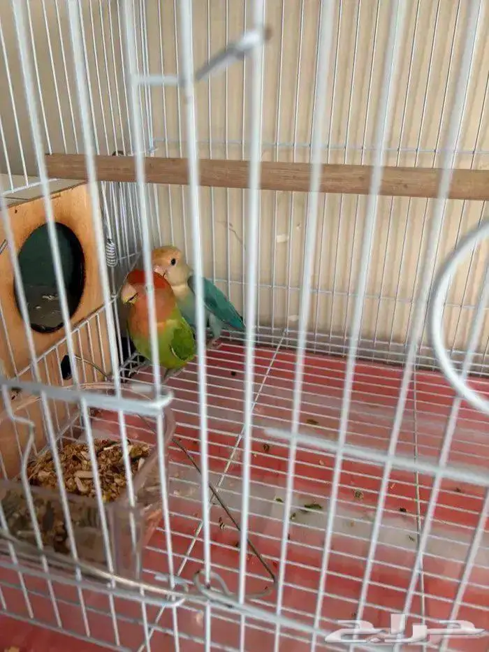 السلام عليكم 0