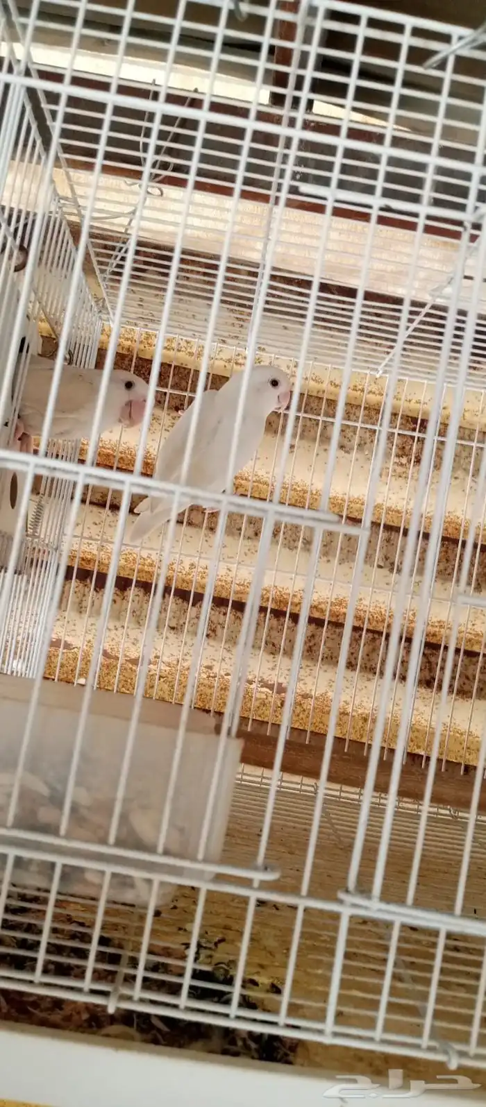 روز وكروان 3