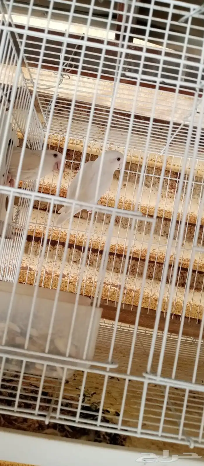 روز وكروان 0