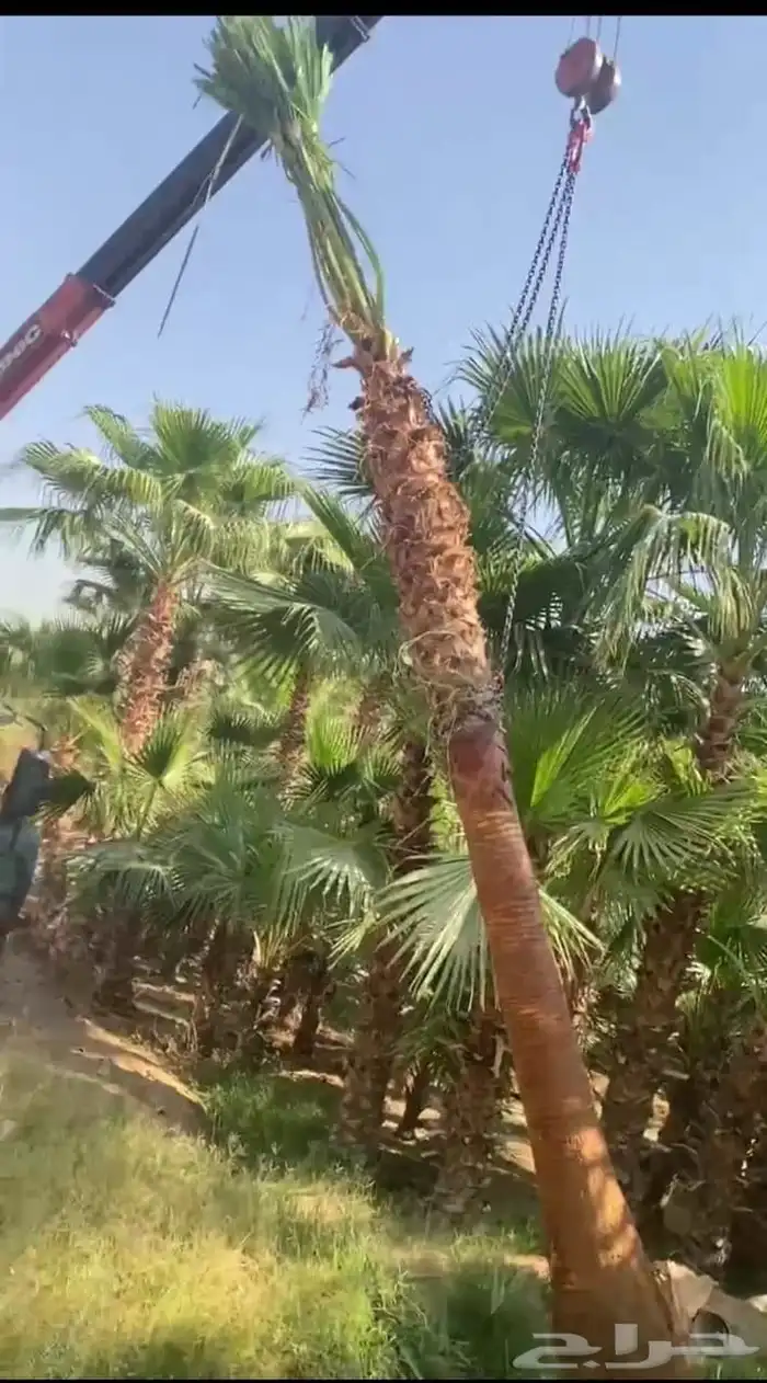نخل وشنطن زينه ونخل عربي وأشجار 10