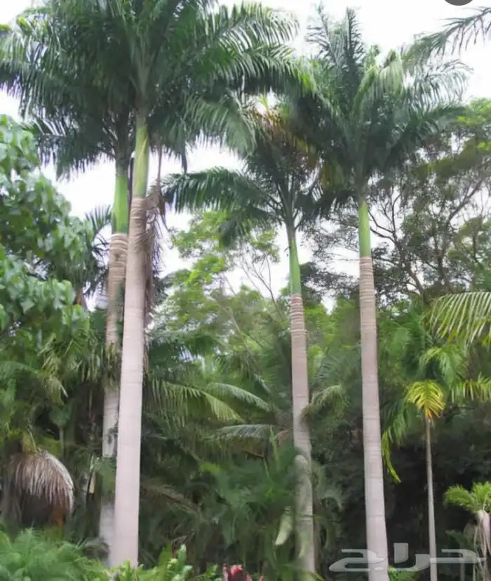 نخل ملوكي فاخر جده 3