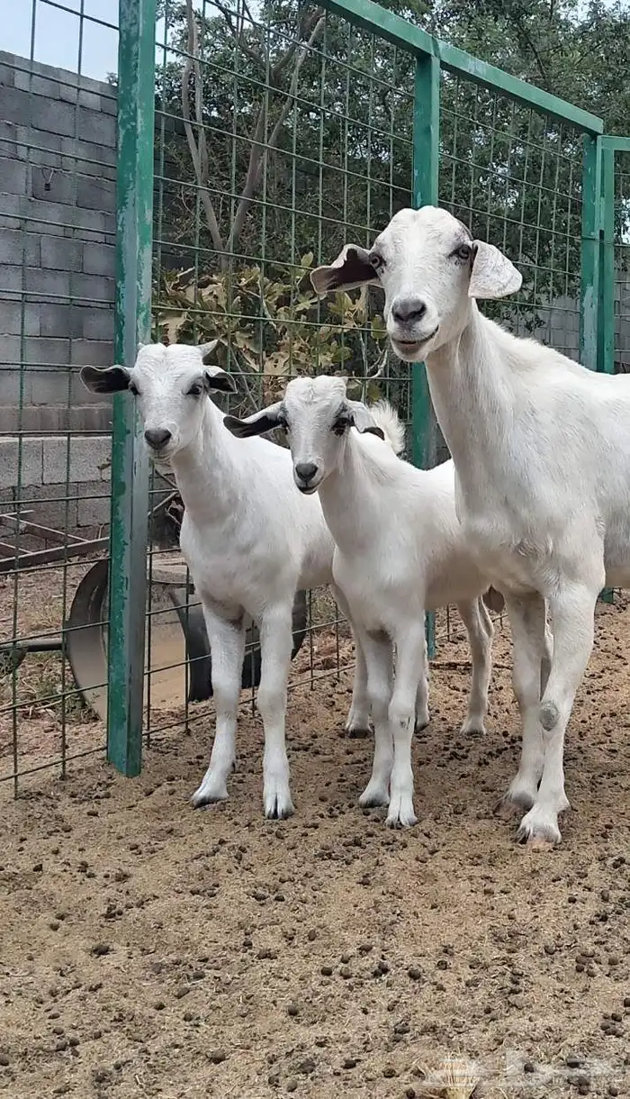 عنز بيشيه معها توم تيوس 0