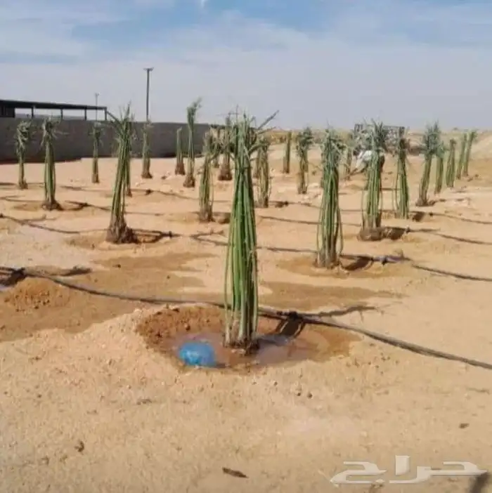 يوجد لدينا نخل عربي وشنطن للبيع 6