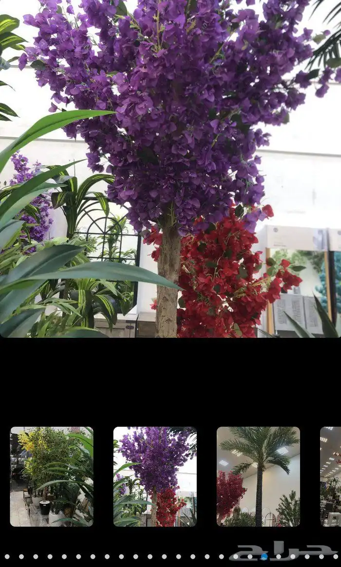 مقاول تنسيق حدائق منازليه وخارجيه 5