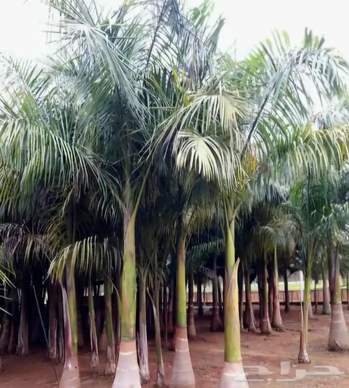 نخل ملوكي فاخر جده 2