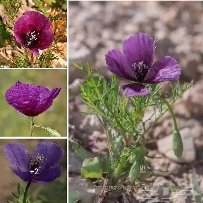 بذور زهور البختري 7