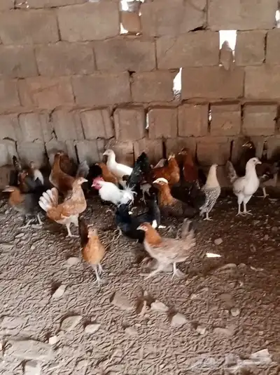 دجاج بلدي وفيومي بياض حضان الصحه كويسه 0