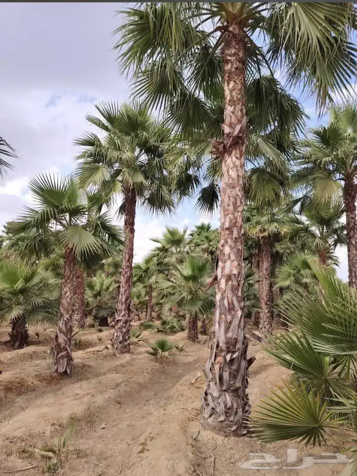 نخل للبيع نخيل ملكي وشنطني زينة نقايل فسايل عربي واشنطي 3