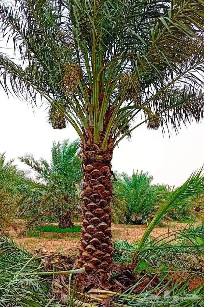 نخل للبيع نخيل ملكي وشنطني زينة نقايل فسايل عربي واشنطي 5