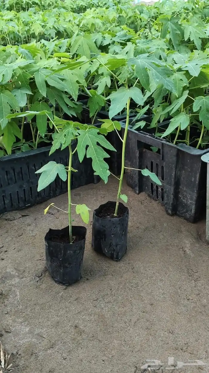 متوفره كميات شتلات البابايا ليدي ردي 0