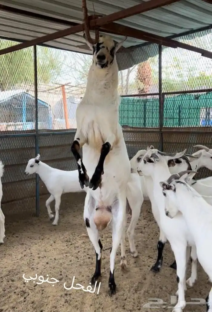 عنز بيشيه معها توم تيوس 9