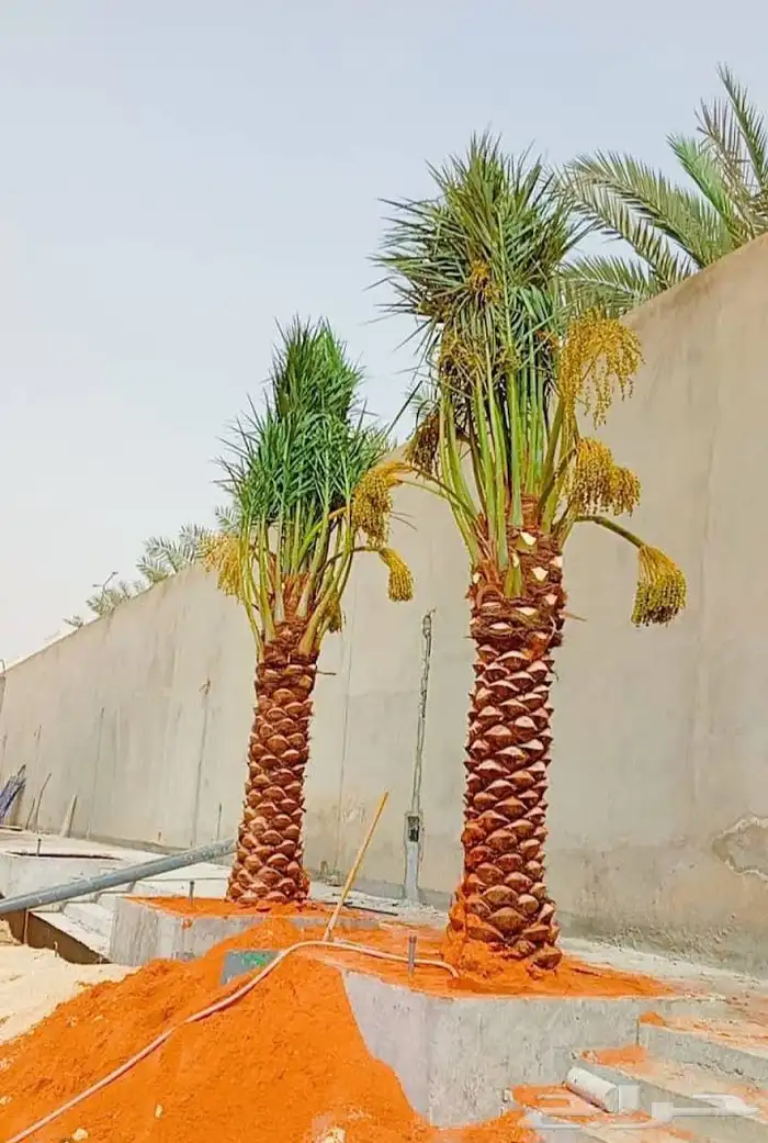 نخل للبيع نخيل ملكي وشنطني زينة نقايل فسايل عربي واشنطي 4