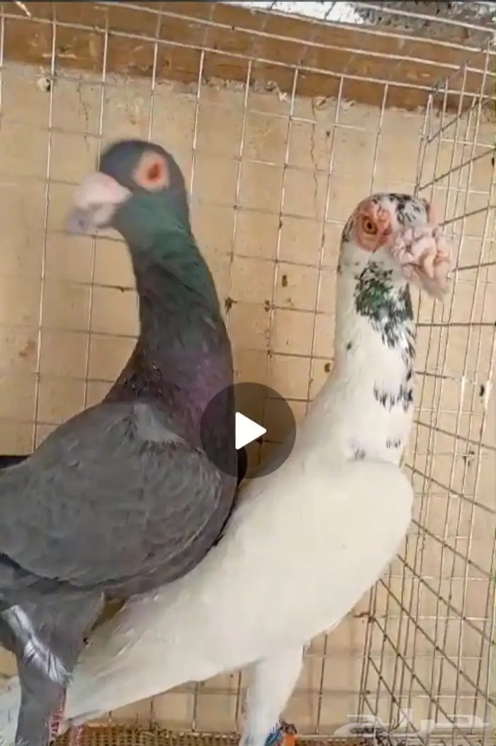 حمام للبيع 0