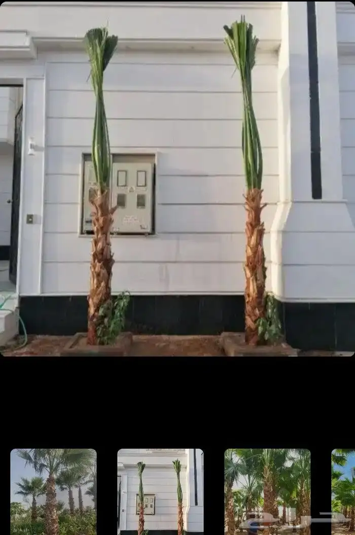 مقاول تنسيق حدائق منازليه وخارجيه 8