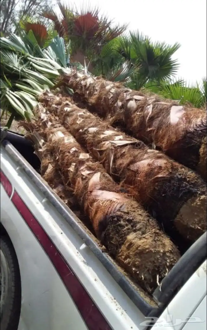 نخل المجمعه 5