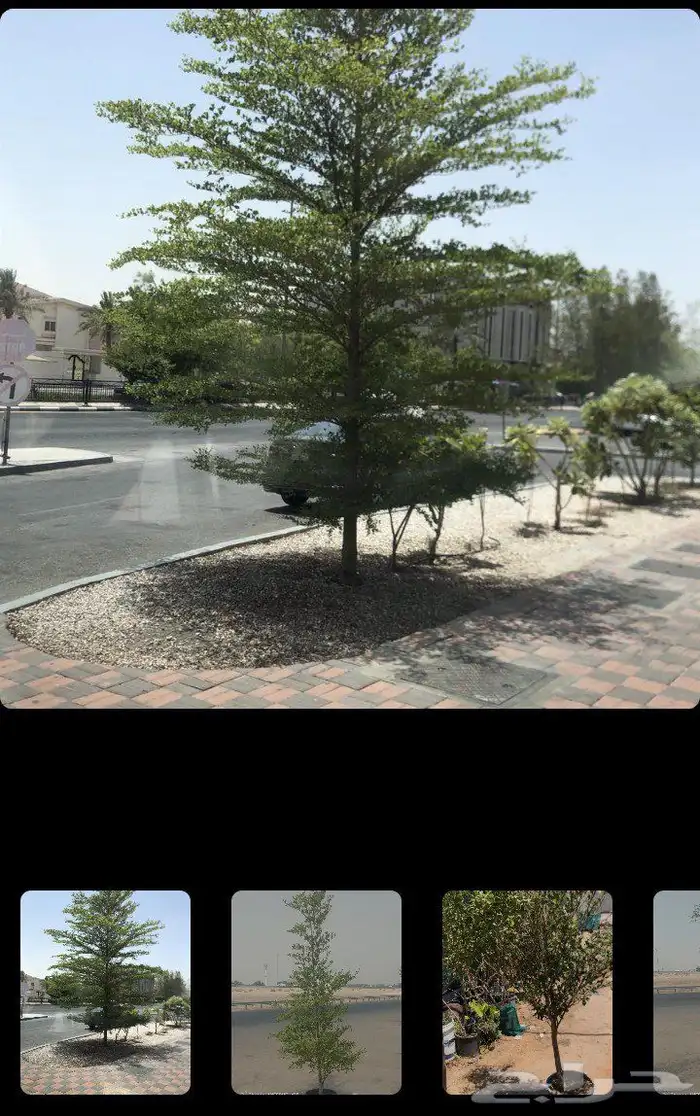 مقاول تنسيق حدائق منازليه وخارجيه 7