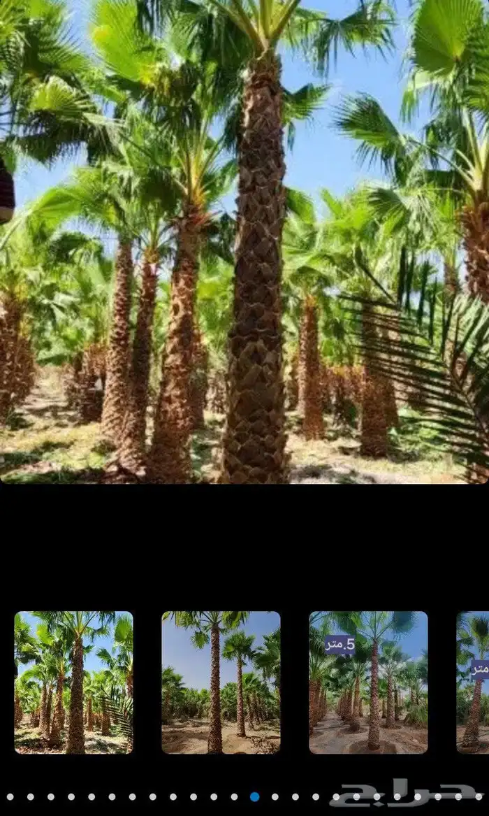 مقاول تنسيق حدائق منازليه وخارجيه 9