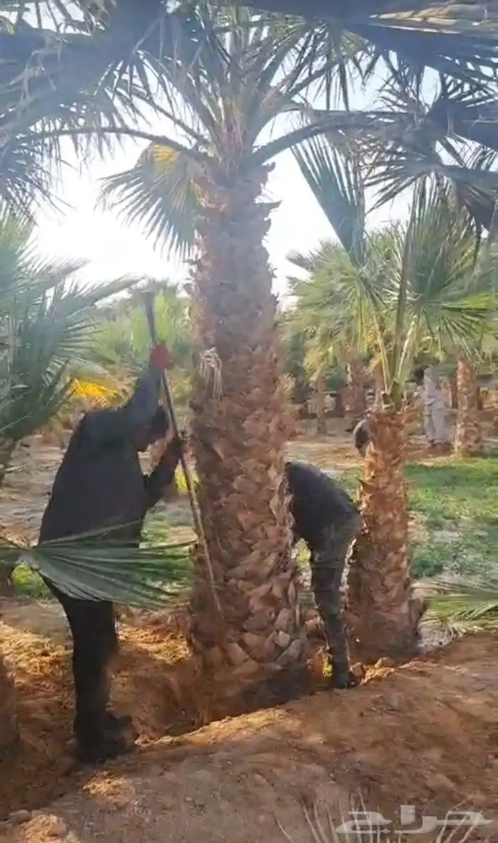 نخل المجمعه 6