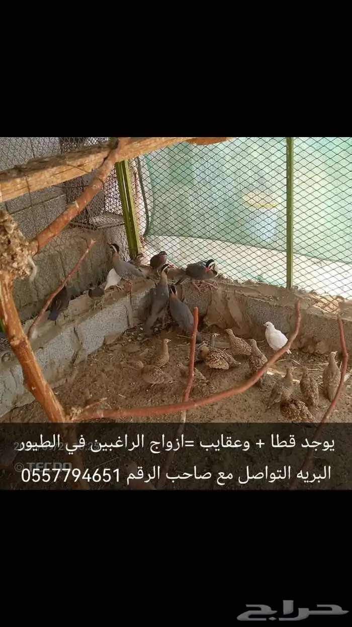 ازواج لبيع 5