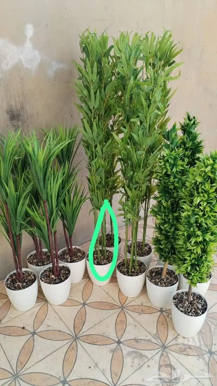 شجر زيتون صناعي وجذع طبيعي تصلح للممرات ومداخل الشقق والكفها 9